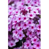 Флокс Early Lavender Pop